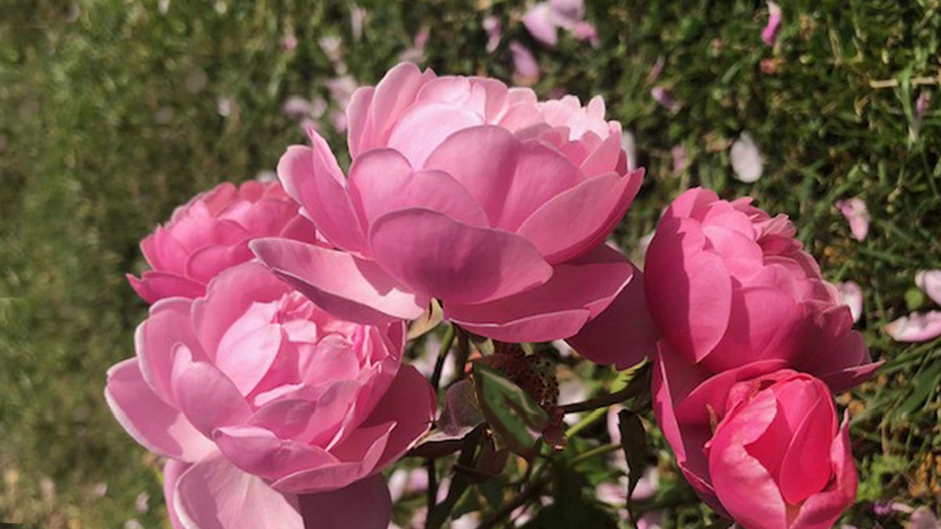 The Lady of the Roses